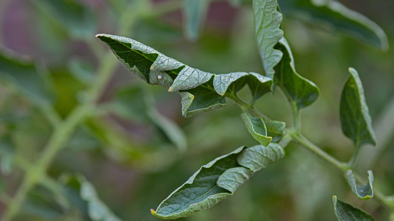 A close-up shot of a small composition of curled leaves of a plant, caused by stress