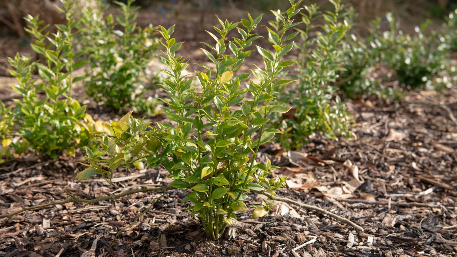 A close-up shot of a small composition of developing plants, placed on mulch soil outdoors