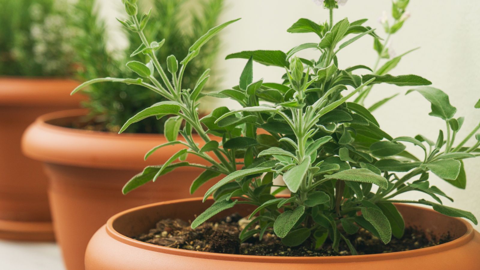 A close-up shot of a small composition of pots filled with developing green aromatic plants in an area indoors