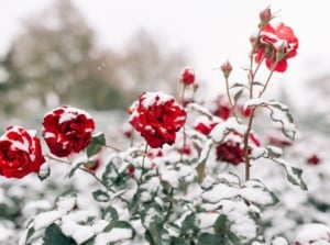 A close-up shot of a small composition of red flowers, green foliage, and thorny stems, all covered in snow, showcasing how to prepare rose for dormancy