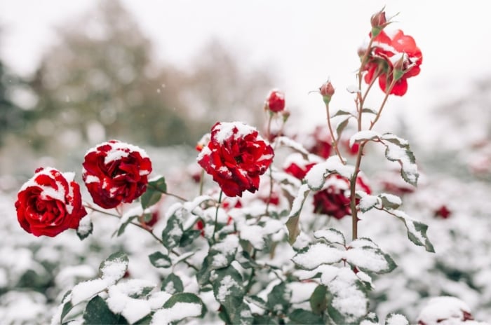 A close-up shot of a small composition of red flowers, green foliage, and thorny stems, all covered in snow, showcasing how to prepare rose for dormancy