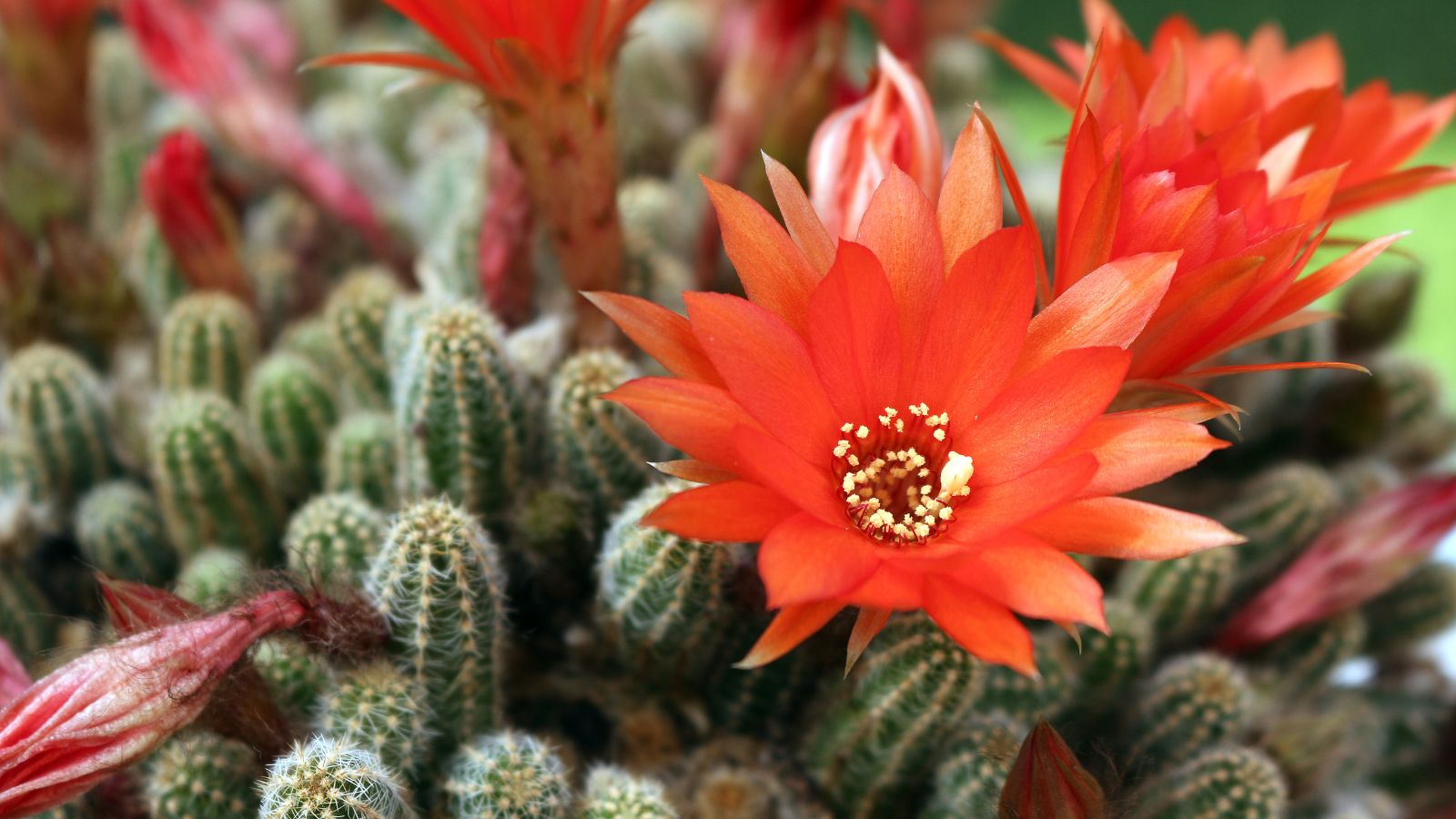 A close-up shot of a small composition of red-orange flowers along prickly, plump succulent stems, all situated in a well lit area outdoors