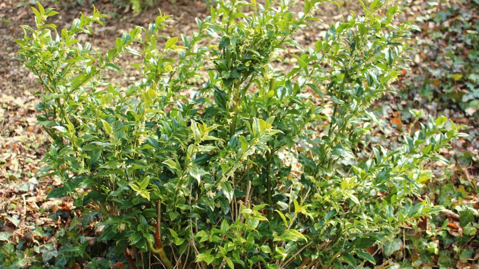 How to Plant, Grow, and Care For Sweetbox Shrubs