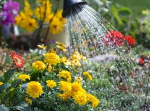 A close-up shot of a small composition of vibrant flowers being watered with a watering can, showcasing fall garden watering