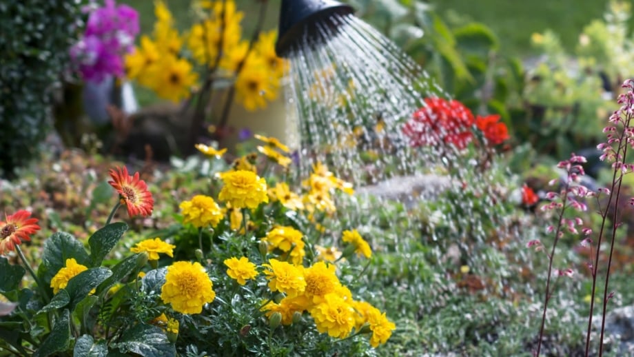 A close-up shot of a small composition of vibrant flowers being watered with a watering can, showcasing fall garden watering