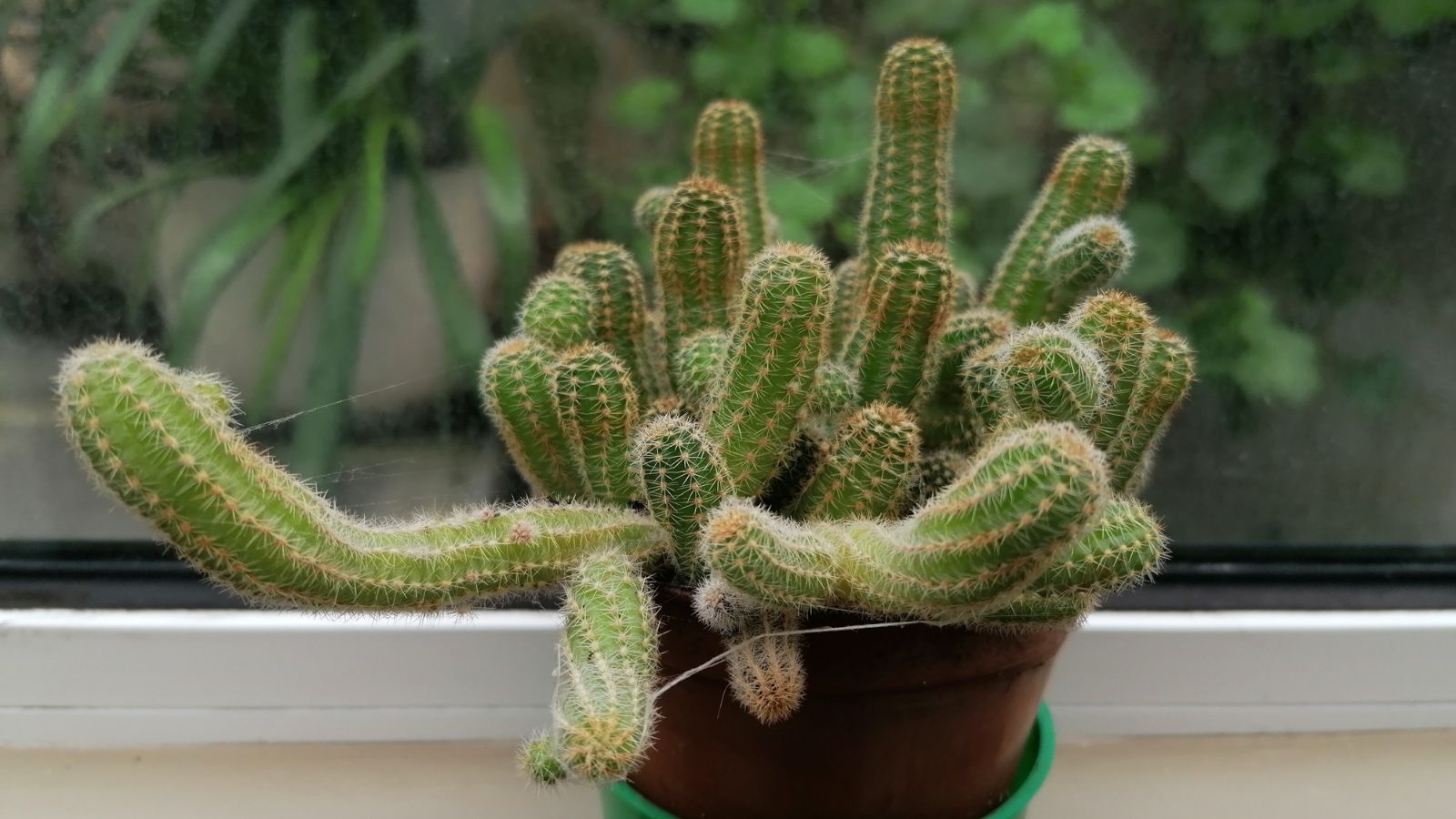 A close-up shot of a small developing succulent, placed in a pot along a windowsill area indoors