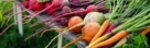 A close-up shot of a small pile of freshly harvested crops, all placed on a wooden table in a well lit area outdoors, showcasing last minute fall planting