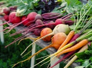 A close-up shot of a small pile of freshly harvested crops, all placed on a wooden table in a well lit area outdoors, showcasing last minute fall planting