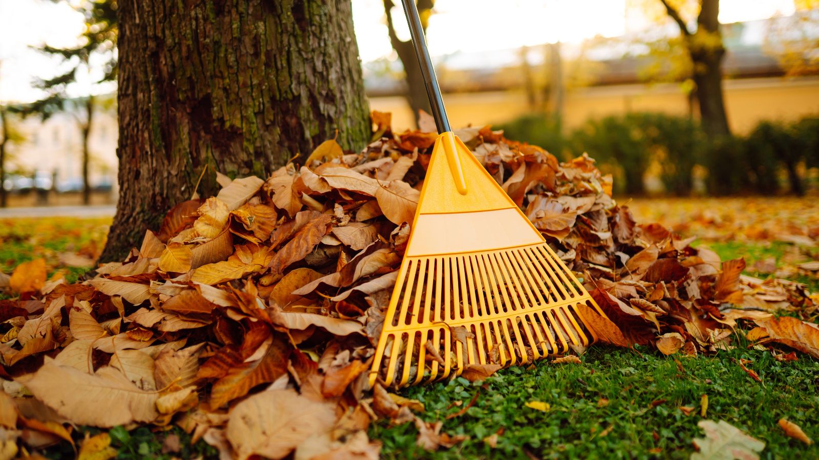 A close-up shot of a yellow colored rake placed beside a pile of fallen leaves near a tree, placed in a well lit area outdoors