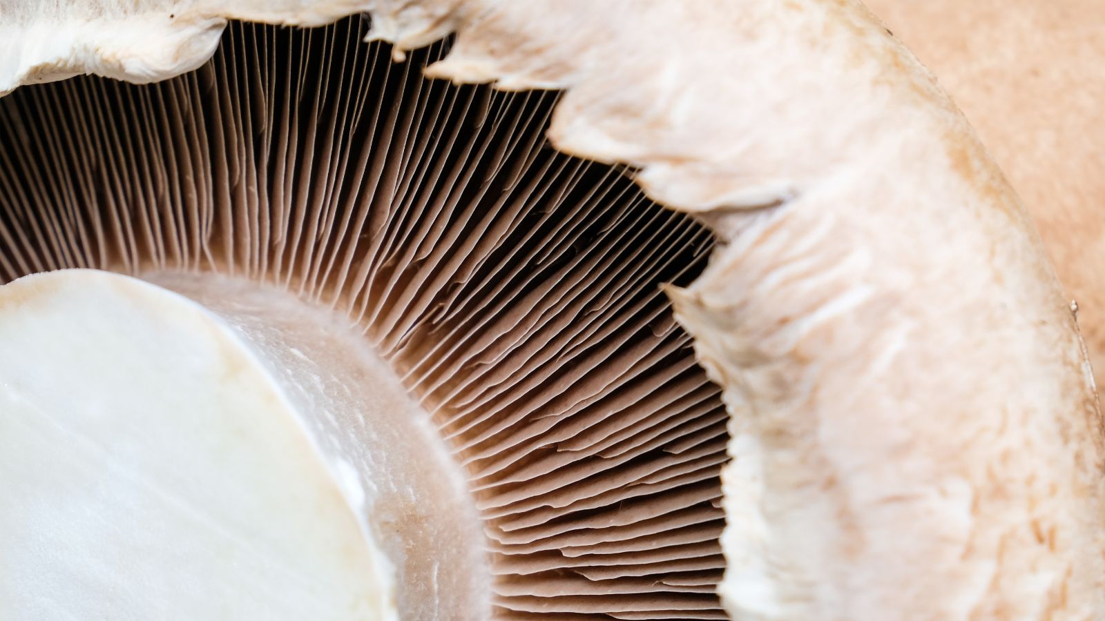 A close up shot of an Agaricus bisporus cap's underside revealing lines and tiny bumps