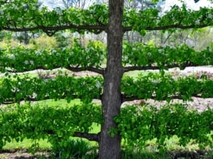 A close-up shot of an intricately trained tree and its branches, showcasing fall fruit espalier