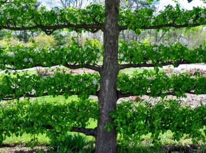 A close-up shot of an intricately trained tree and its branches, showcasing fall fruit espalier