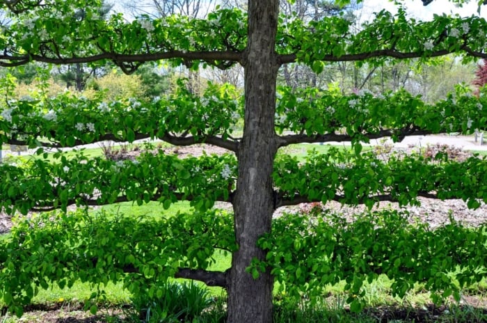 A close-up shot of an intricately trained tree and its branches, showcasing fall fruit espalier