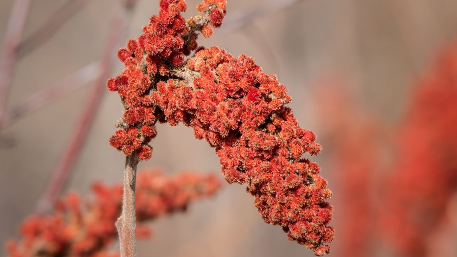 A close-up shot of red colored fuzzy flower of a sapling, growing on a fuzzy woody stem, situated in a well lit area outdoors