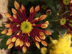 A closeup shot of Matchsticks chrysanthemums appearing to be in a garden with a container surrounded by deep green foliage with other blooms surrounding it