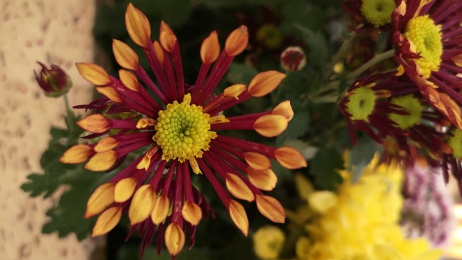 A closeup shot of Matchsticks chrysanthemums appearing to be in a garden with a container surrounded by deep green foliage with other blooms surrounding it