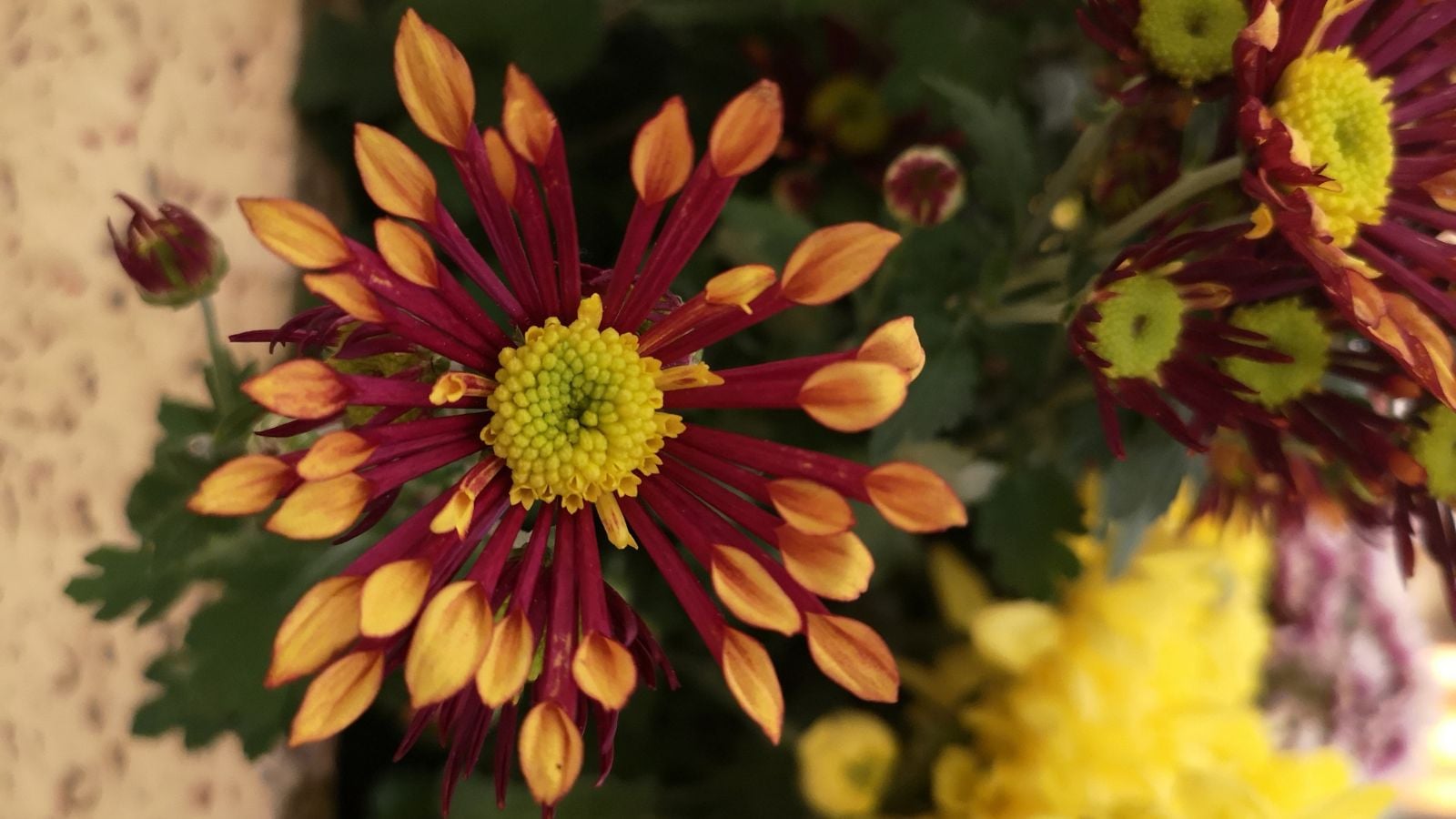 A closeup shot of Matchsticks chrysanthemums appearing to be in a garden with a container surrounded by deep green foliage with other blooms surrounding it