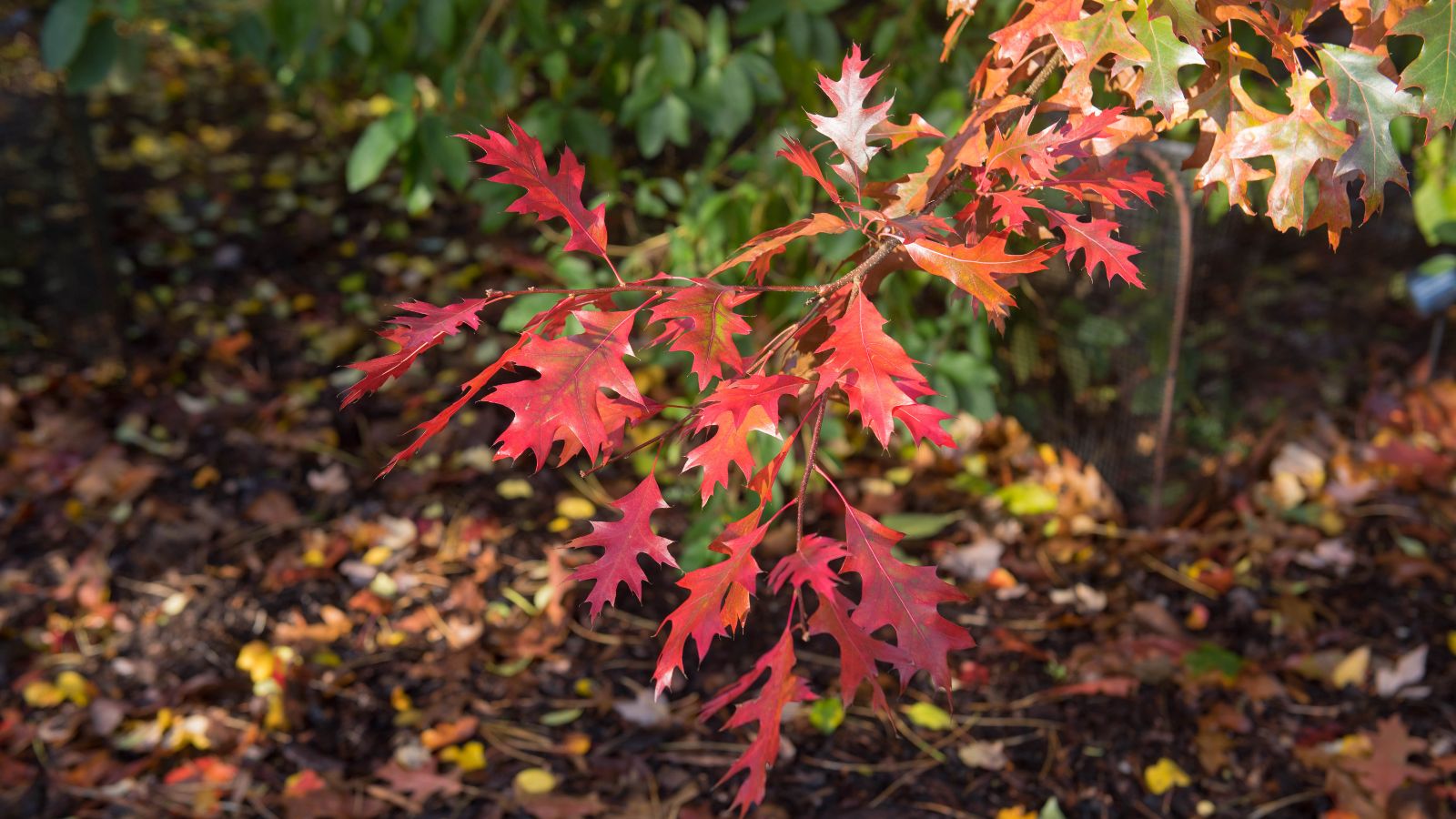 A closeup shot of Quercus coccinea leaves appearing red near the ground, appearing healthy under sunlight