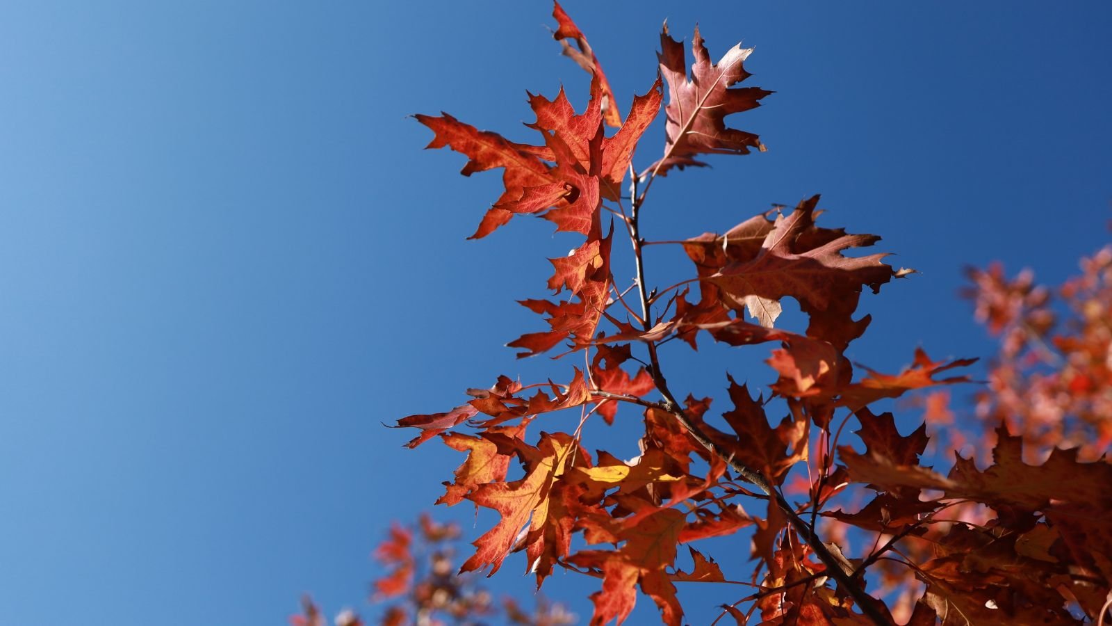 A closeup shot of a Quercus coccinea twig shot from below, with a clear blue sky in the background