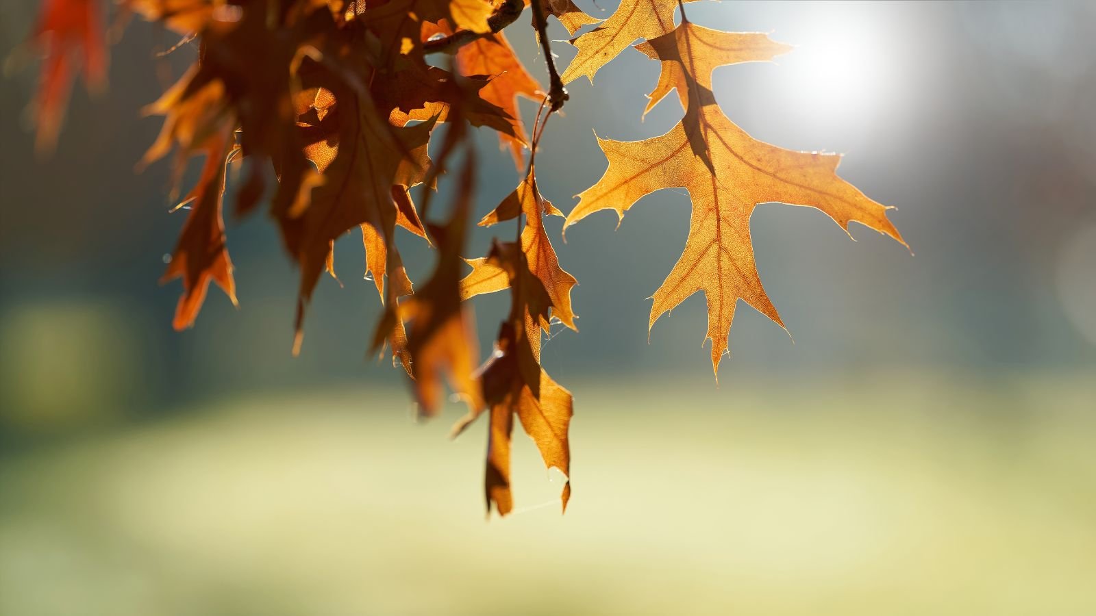 A lovely Quercus coccinea branch with wilting leaves, appearing to have pieces looking dark brown