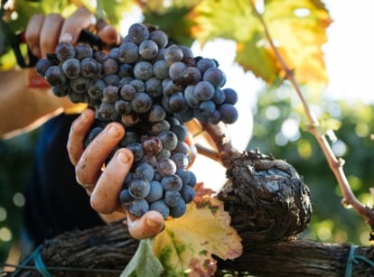 A person using pruners to harvest grapes, which appear dark purple and ripe perfect for fresh eating and other uses