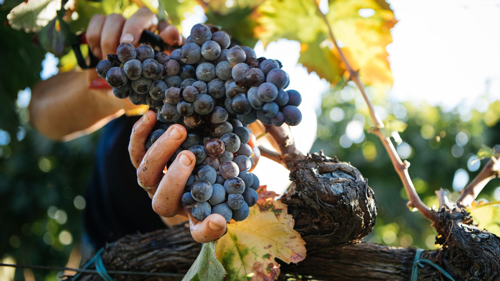 A person using pruners to harvest grapes, which appear dark purple and ripe perfect for fresh eating and other uses
