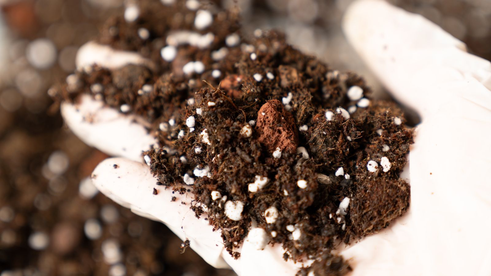 A person wearing white gloves holding organic material appearing brown and dark with white dots littered all over