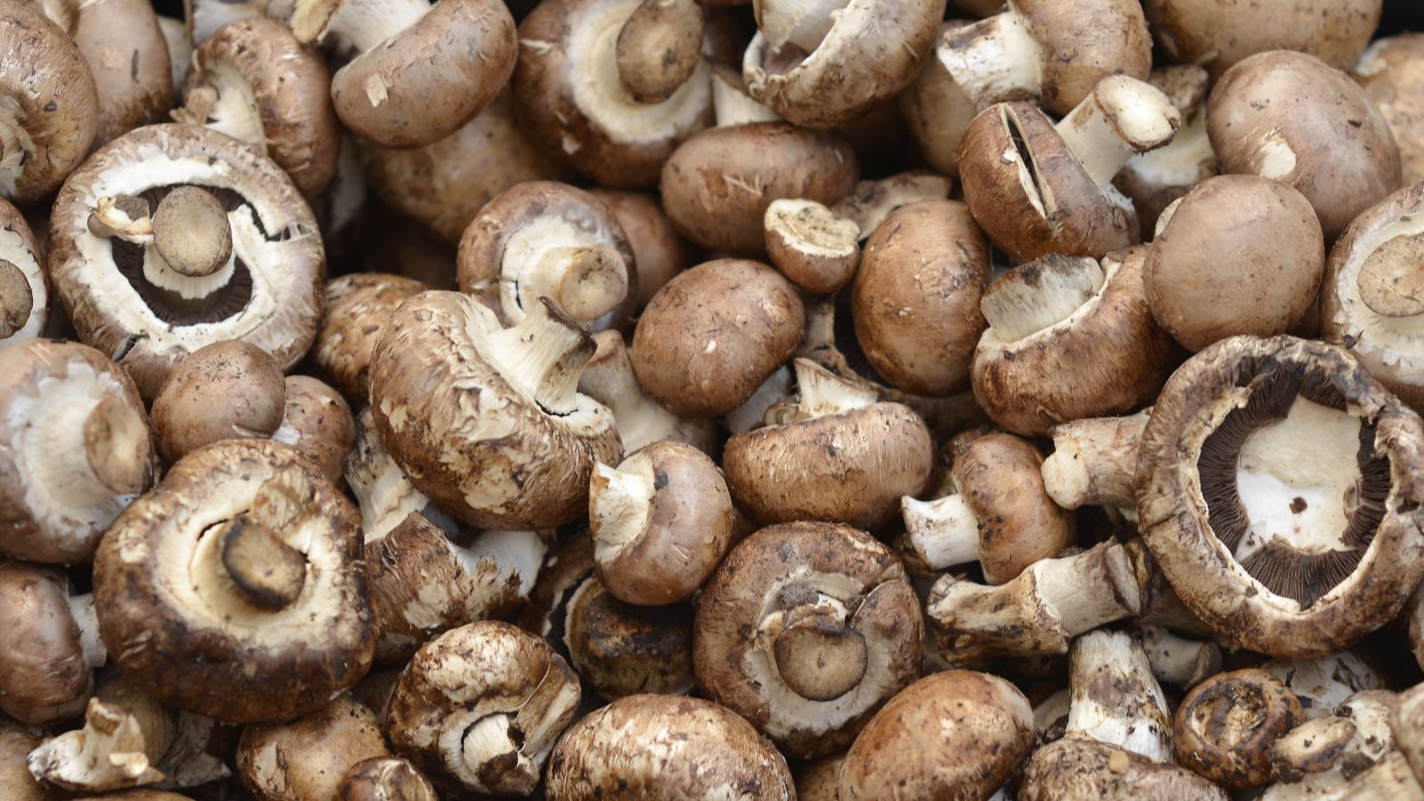 A pile of Agaricus bisporus appearing to have white undersides and brown caps placed somewhere sunny