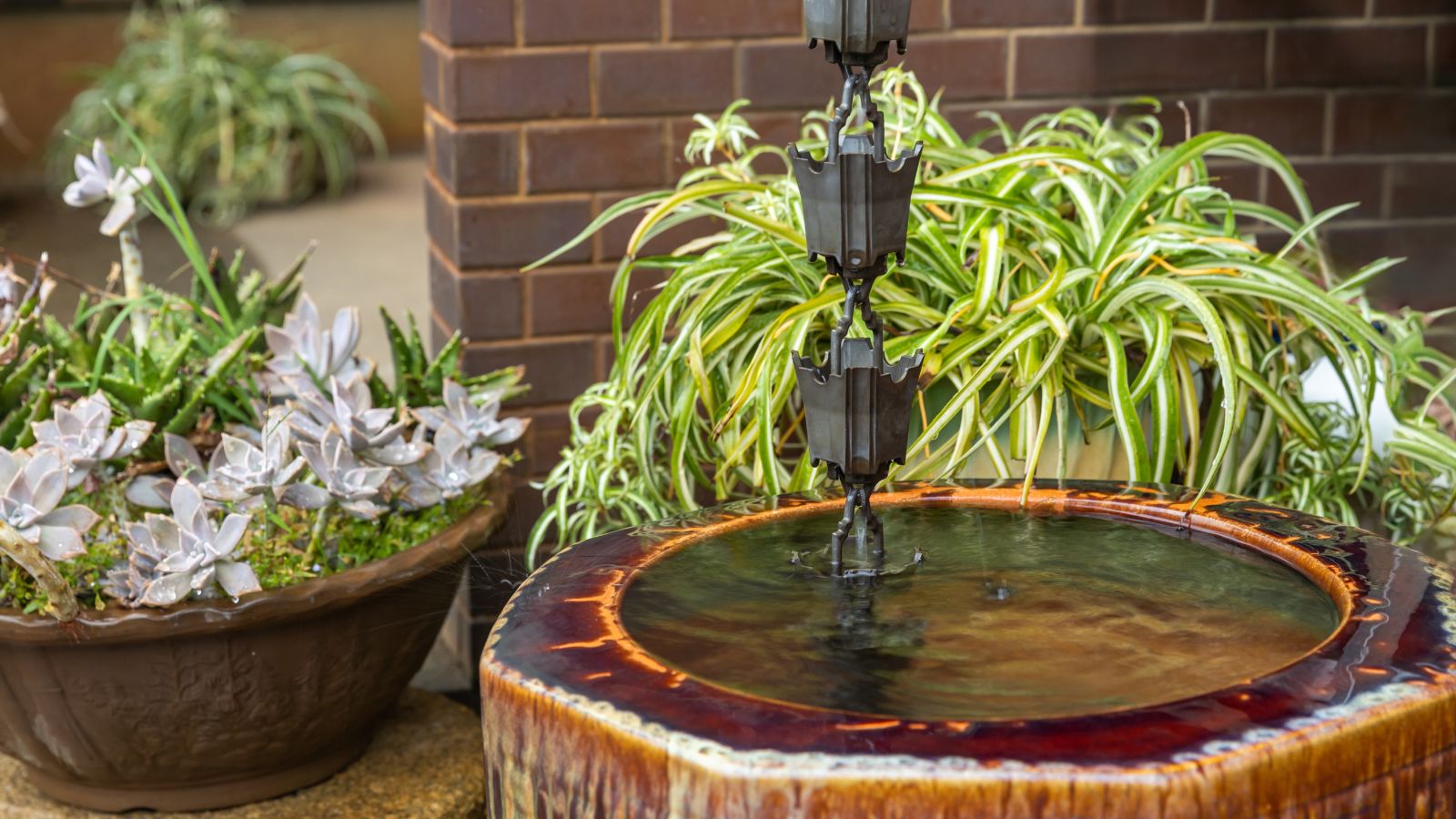 A planned vertical rain garden with a gutter chain surrounded by different plants, with containers meant to collect rainwater