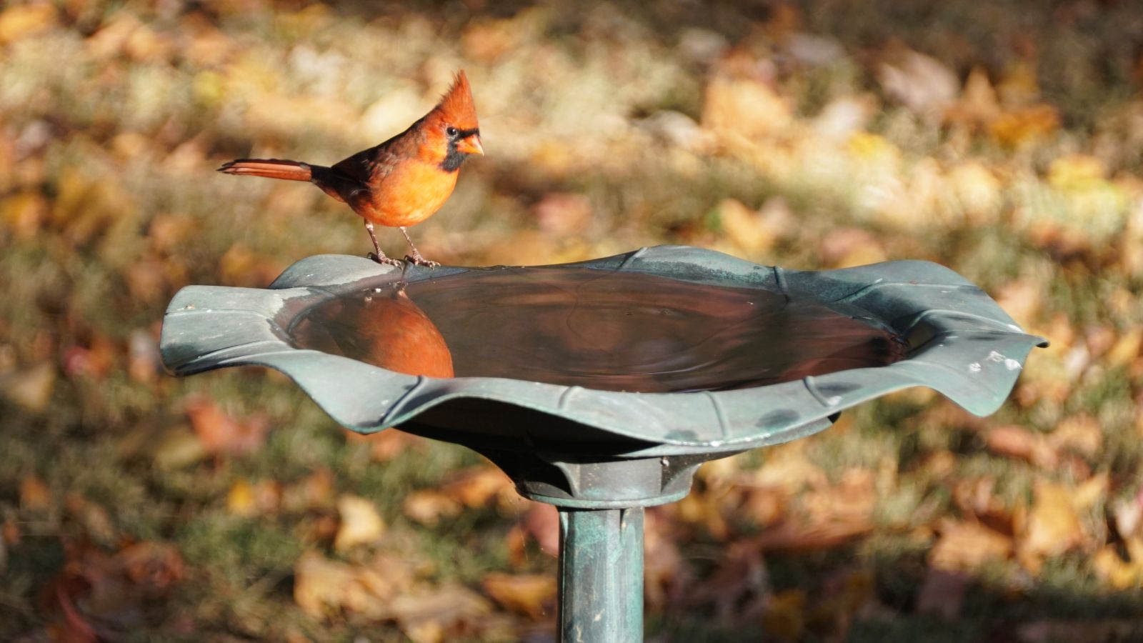 A shot of a large water receptacle or bird bath with an orange cardinal bird sitting on its edge, all situated in a large yard area outdoors