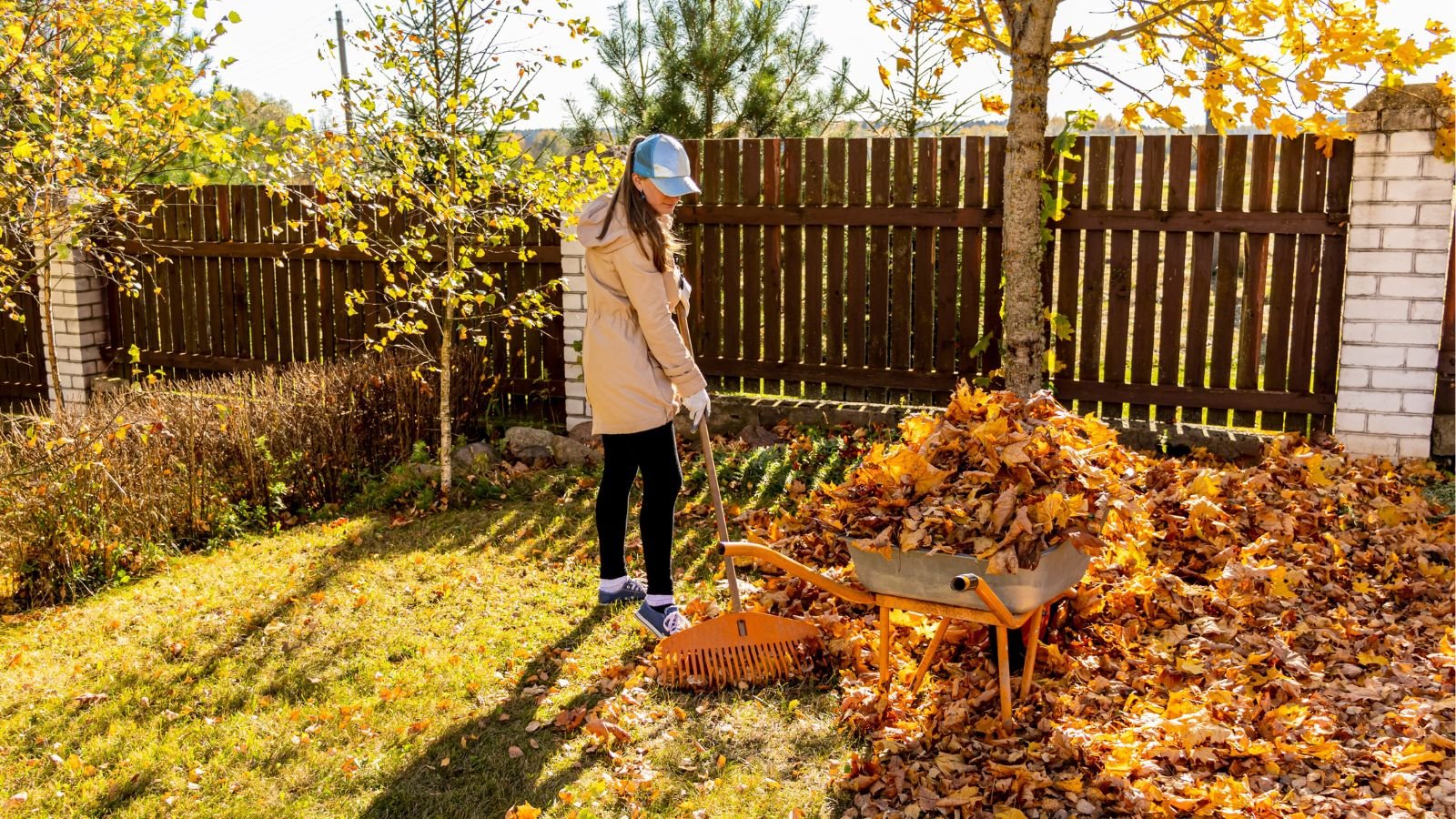 A shot of a person in the process of raking and cleaning a yard area of fallen leaves, beside a wheelbarrow, showcasing october gardening zones 6-8 checklist