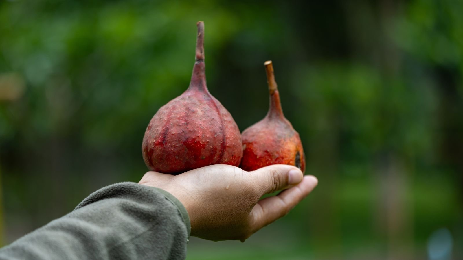 A shot of a person's hand holding a couple of fresh and ripe fruits, all situated in a well lit area outdoors