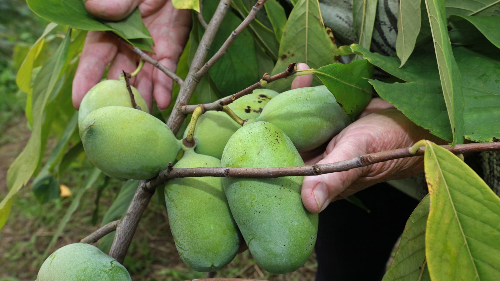 A shot of a person's hands in the process of inspecting and picking ripe green colored, oblong fruits in a well lit area outdoors
