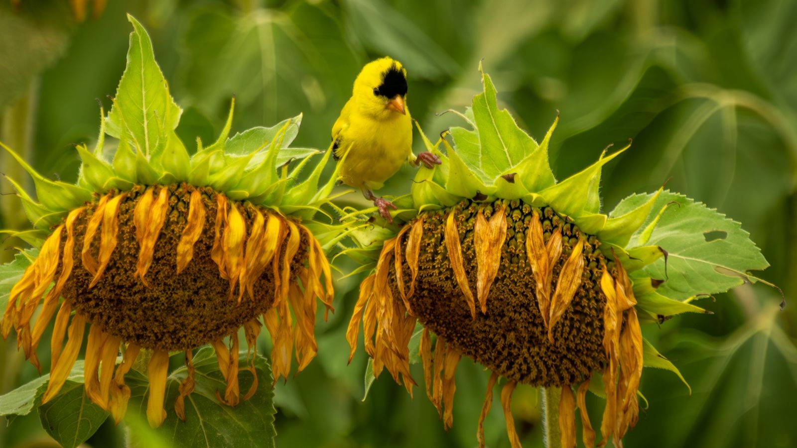A shot of a small Goldfinch bird perched between two sunflowers, wuth the sunflowers already fading, all situated in a well lit area outdoors