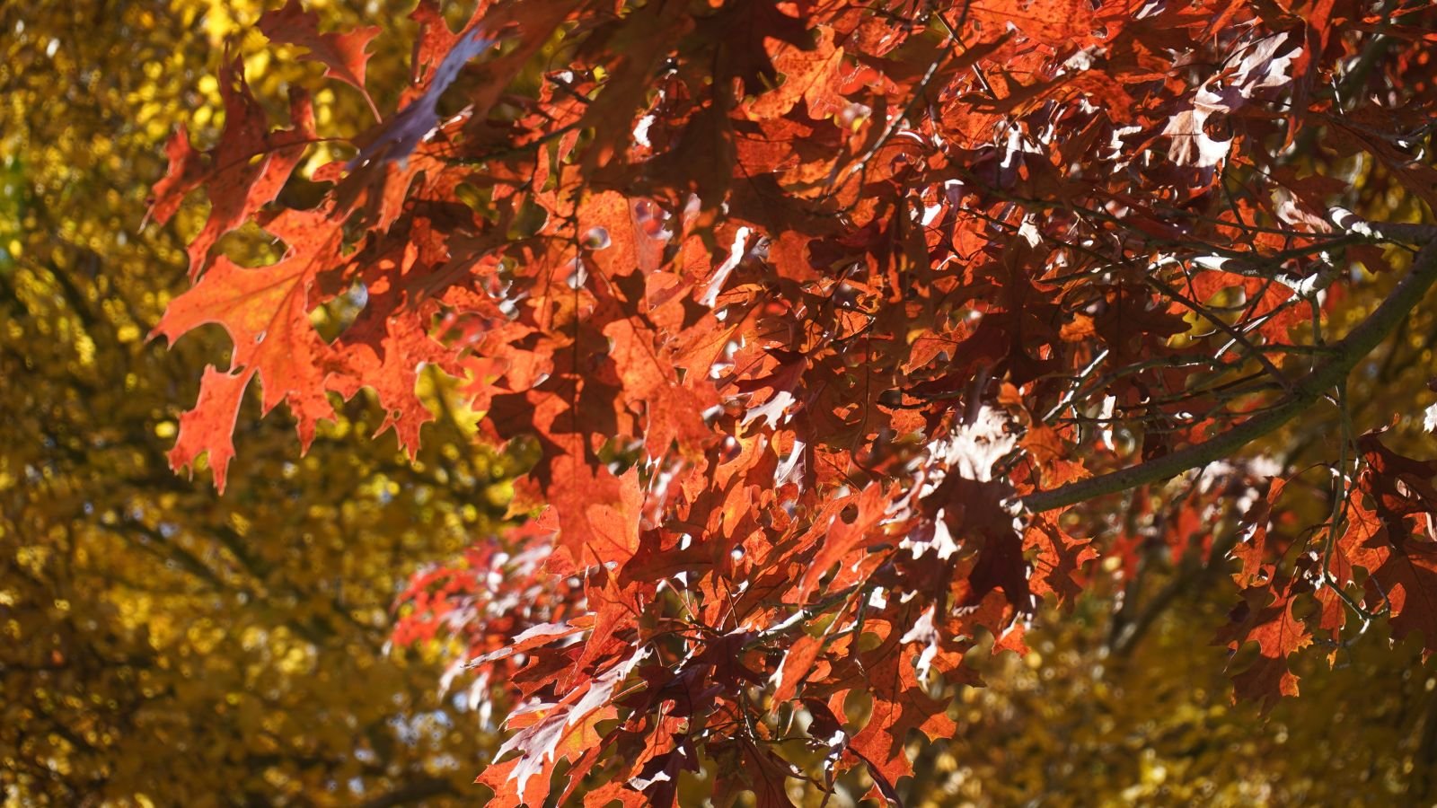 A shot of red foliage attached to a Quercus coccinea, appearing healthy and lush with other foliage in the background