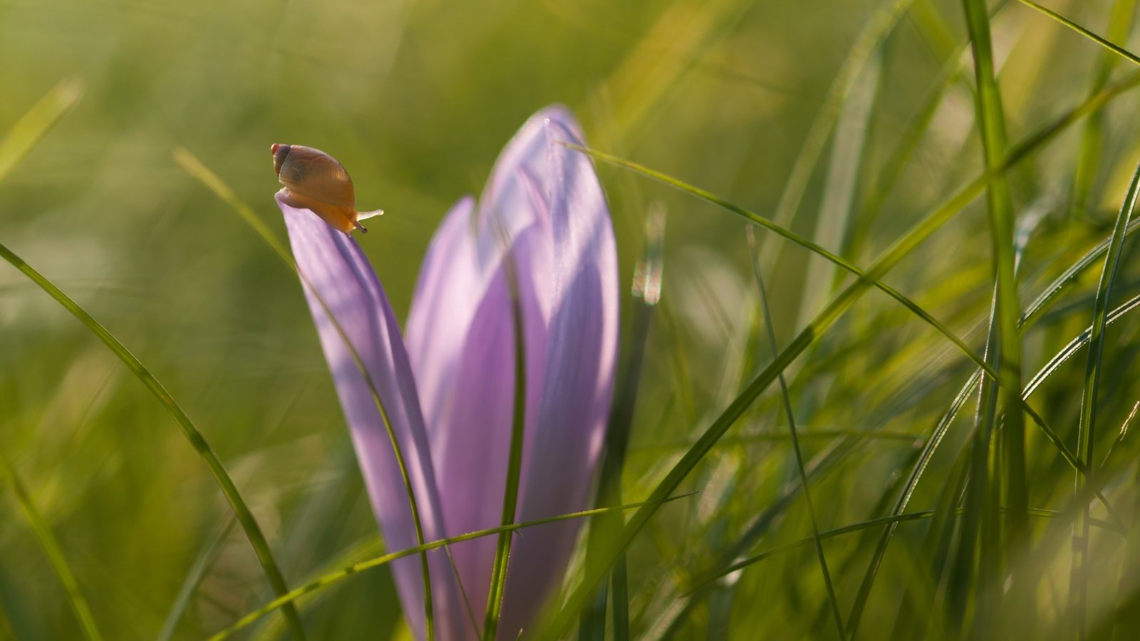 A tiny brown snail rests on the delicate petals of a lilac crocus flower set against a soft, green blurred background.