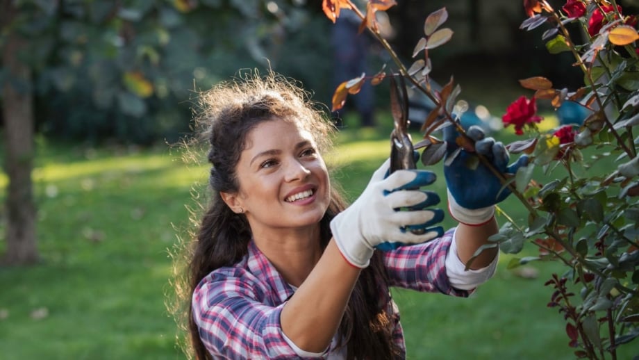 A woman gardener doing deadheading vs pruning, appearing to involve a tall bush with red blooms in a green garden