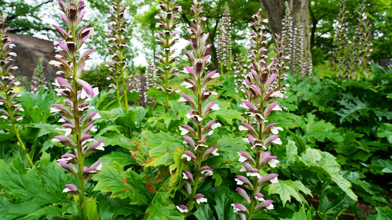 Tall spikes of white and purple hooded flowers rise above large, glossy, deeply lobed green leaves.