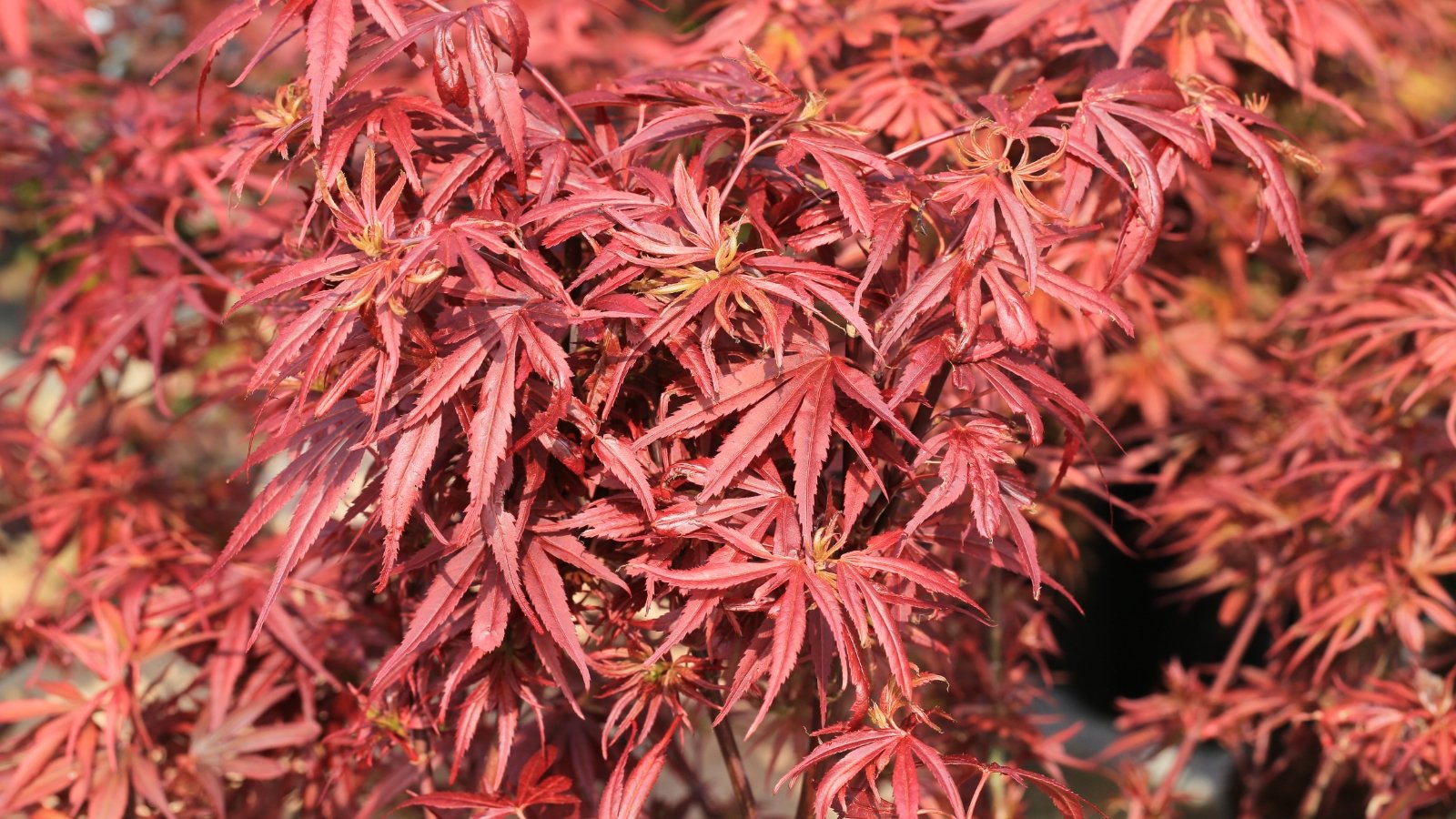 Small tree with slender branches supporting a dense, rounded canopy of vibrant red, deeply lobed leaves with pointed tips and finely serrated edges.