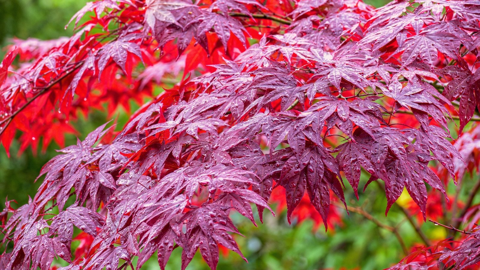 Branches with deeply lobed, pointed red leaves featuring delicate serrated edges and fine veins, glistening with raindrops.