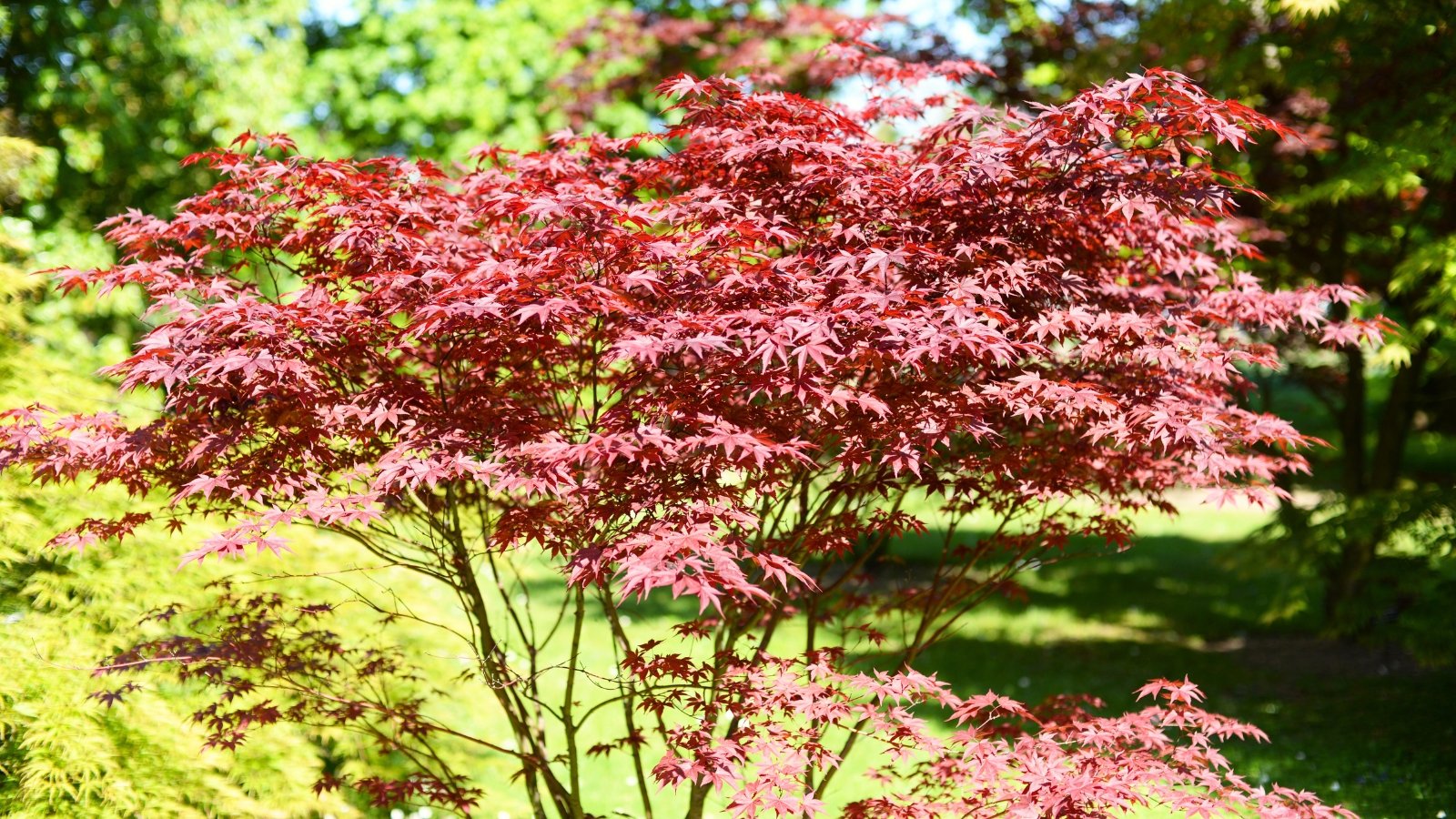 Tree with graceful, spreading branches covered in deeply lobed, dark red to burgundy leaves.