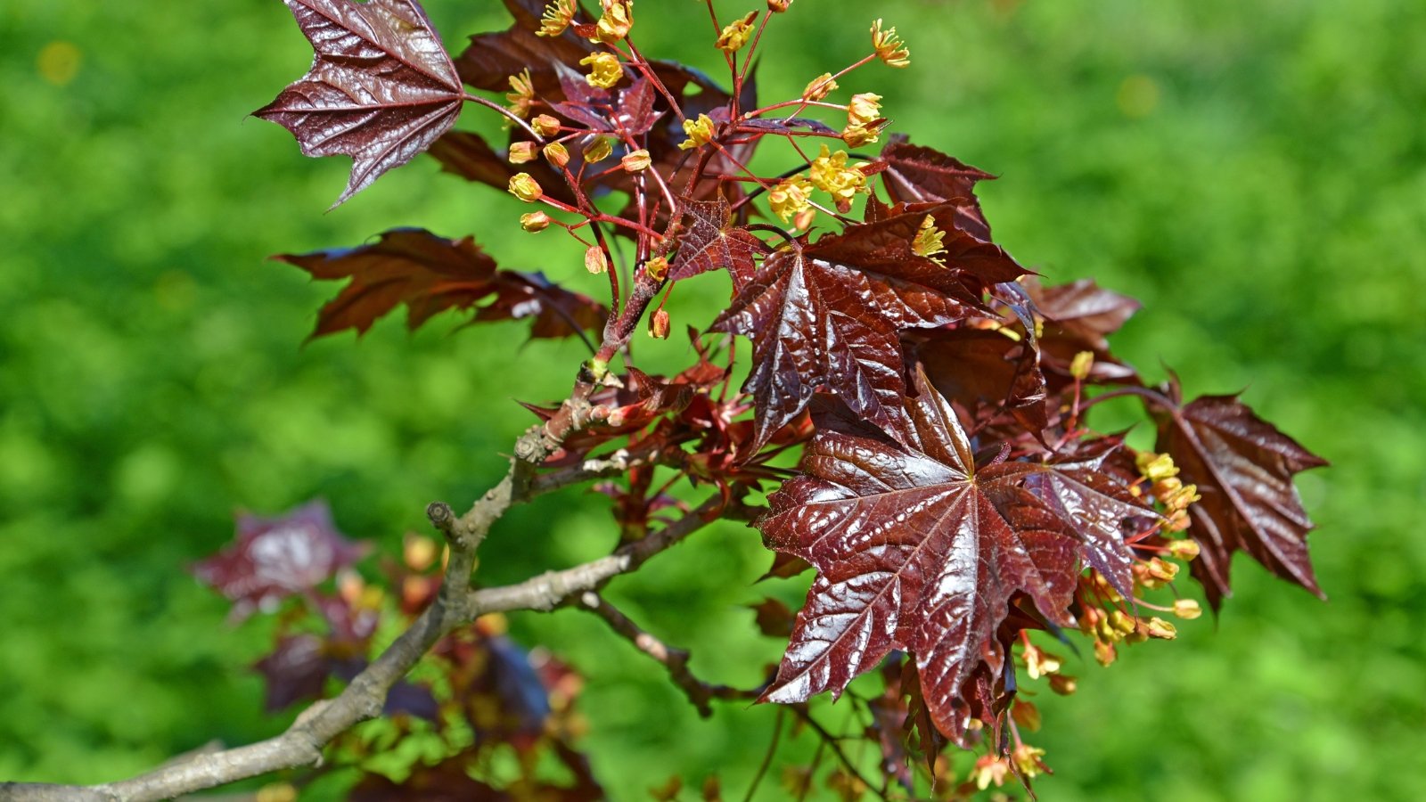 A branch with broad, deep red, five-lobed leaves featuring pointed tips and smooth edges, adorned with clusters of small, pale greenish-yellow flowers hanging along the stems.