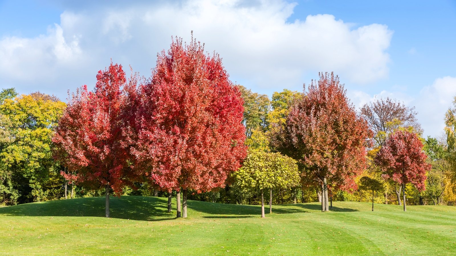 A group of several trees with large canopies of bright red and yellow leaves in the autumn sun.