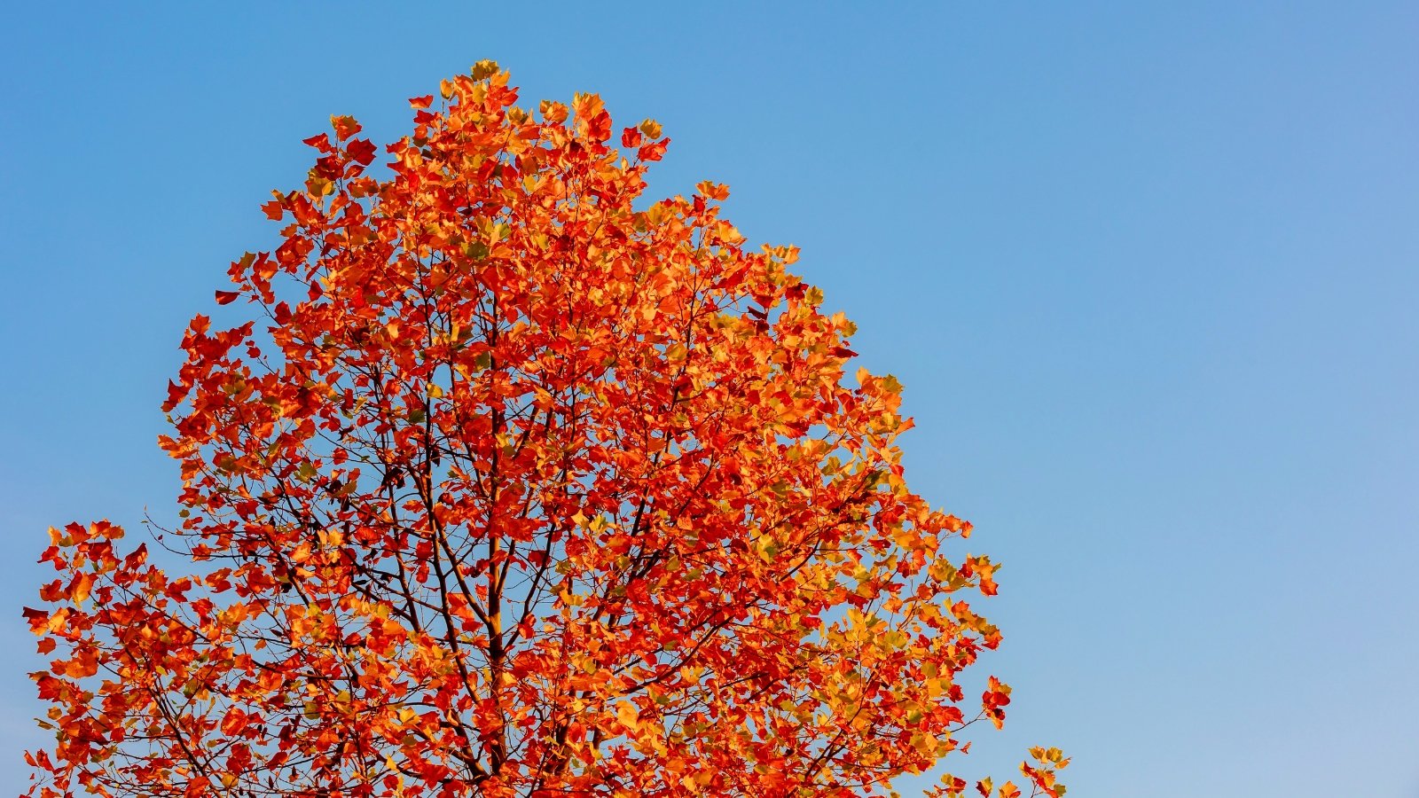 The rounded crown of a tree is filled with brilliant orange-red leaves, with some transitioning to yellow at the tips, all against a vibrant blue sky.