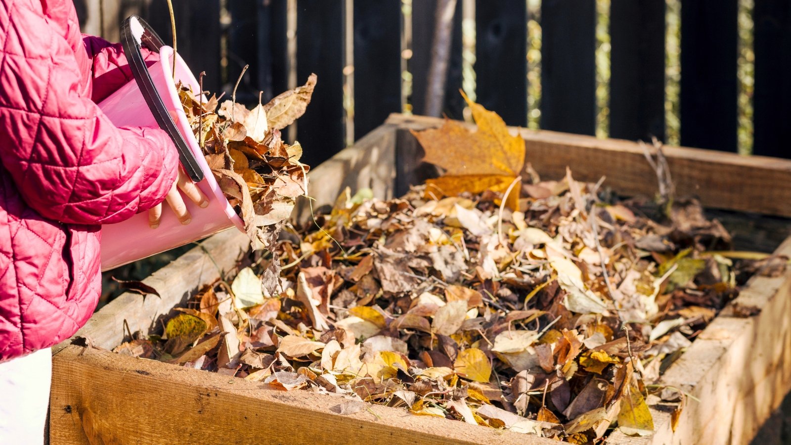 Little girl in a pink jacket empties a pink bucket of autumn leaves into a compost bin in a sunny garden.