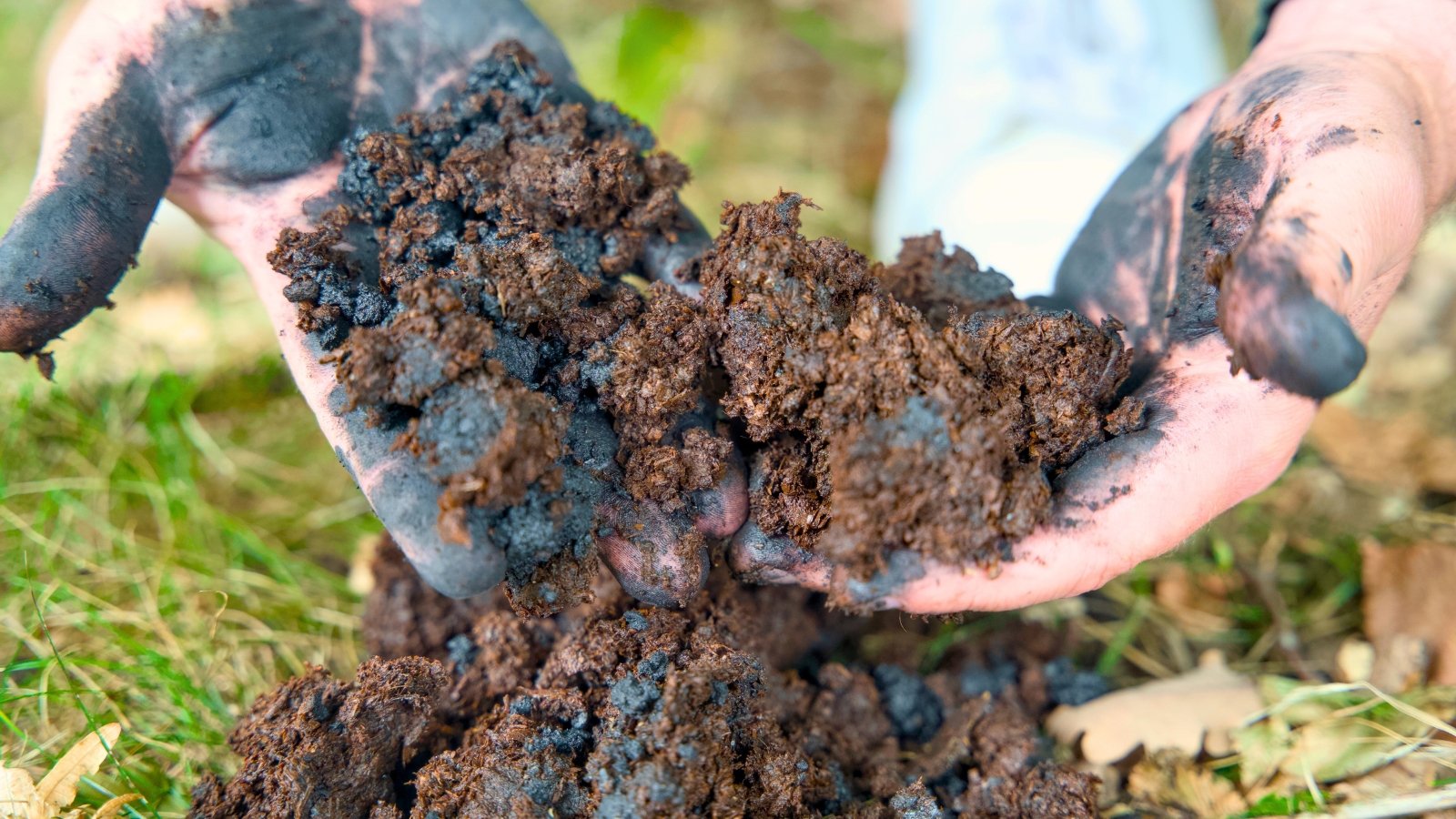 Gardener’s hands stirring dark biochar into rich brown garden soil.