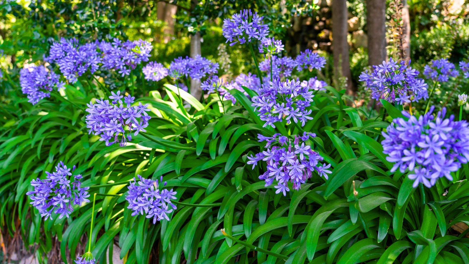 Cluster of long, arching green leaves with tall upright stems topped by rounded umbels of star-shaped blue flowers in full bloom.