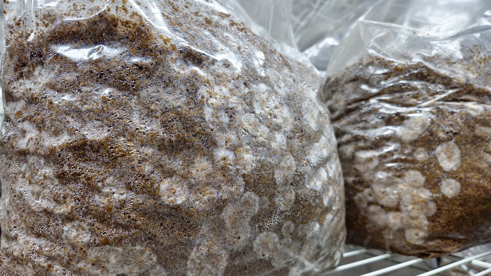 Agaricus bisporus being grown inside plastic bags placed on white racks located indoors to keep them away from sunlight