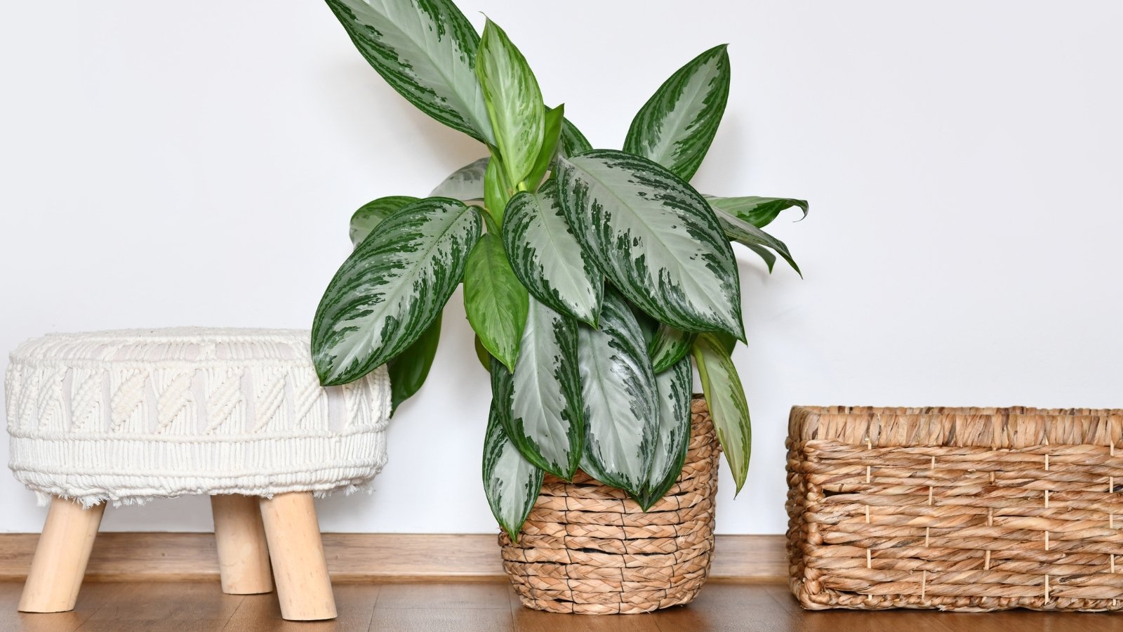 Tropical plant with broad, oval leaves marked by silvery patterns and smooth edges in a basket pot against a white wall.