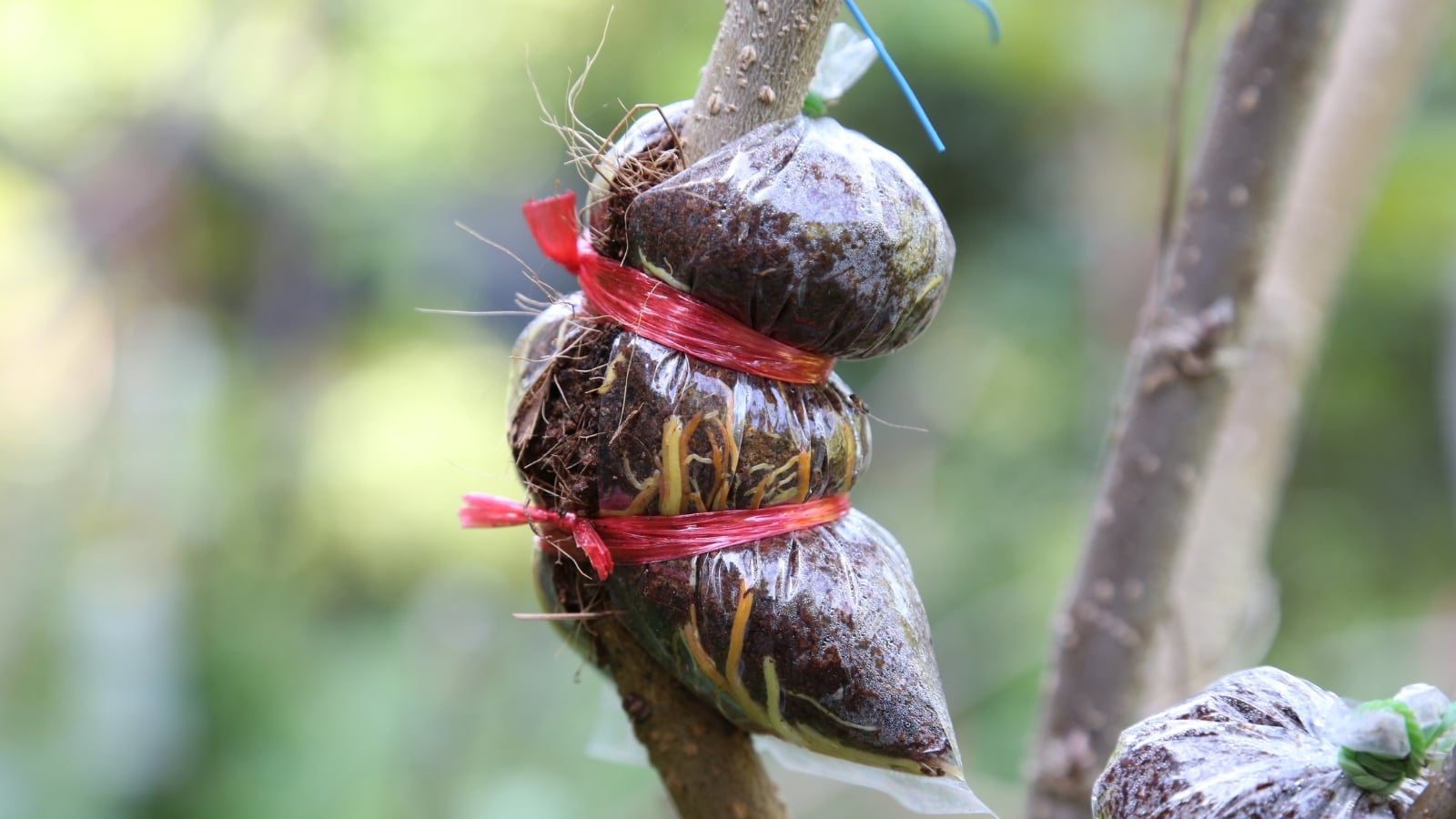 A close-up of a layering ball filled with moist soil is fastened around a fruit tree branch with plastic wrap and ties to encourage root growth.